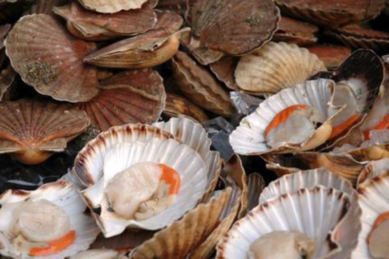 Les-coquilles-Saint-Jacques.jpg