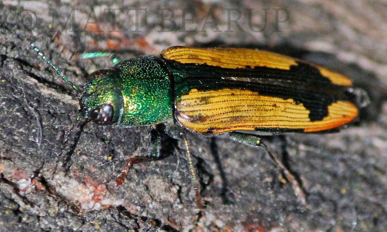 Buprestis viridisuturalis 2.jpg