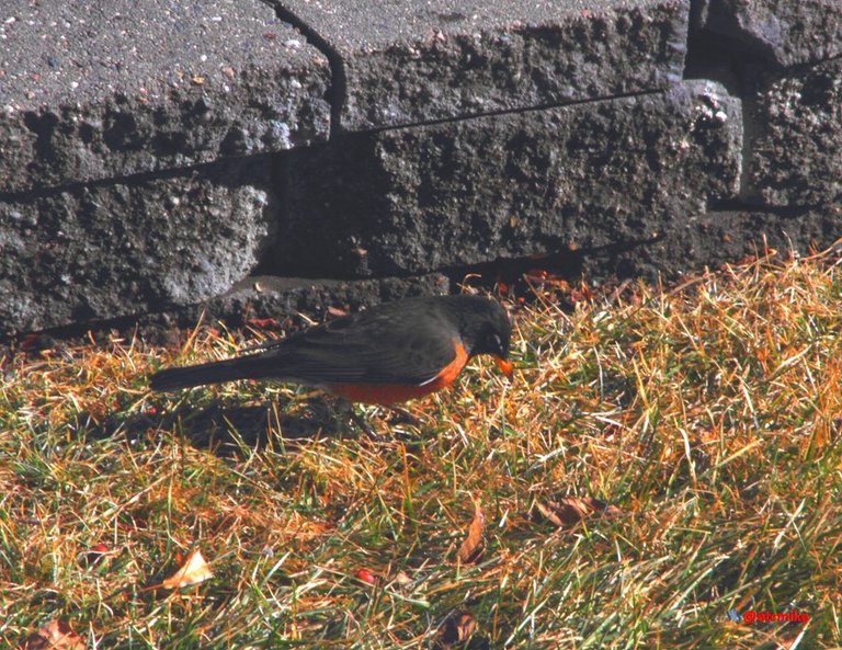 American Robin Arobin01.JPG