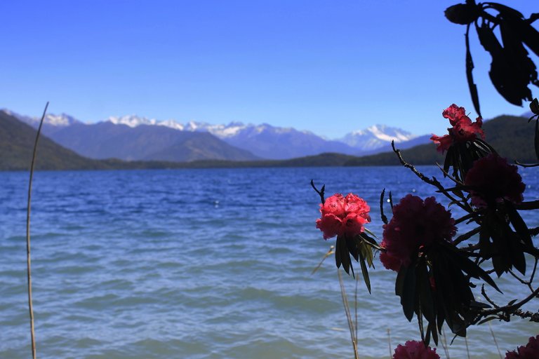 Rhododendron_at_Rara_Lake.jpg