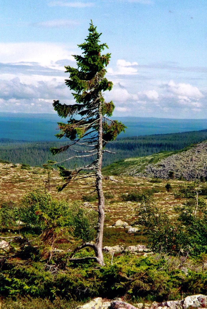 oldest-tree-old-tjikko-sweden-18.jpg