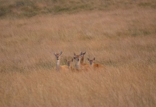 red-does-fawns-bigmoor-500.jpg