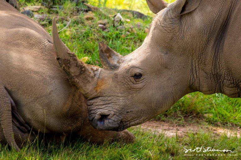 White Rhino-2.jpg