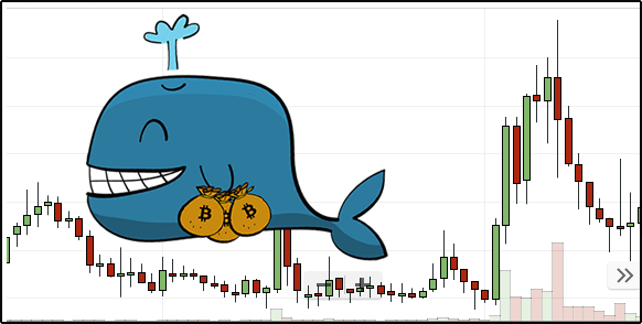 whale-pips.png