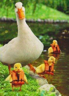 Swimming Training by Mama Duck.jpg