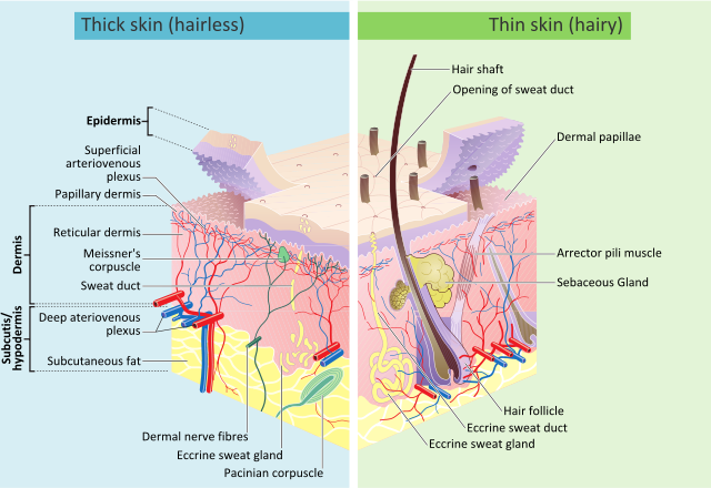 640px-Skin_layers.svg.png