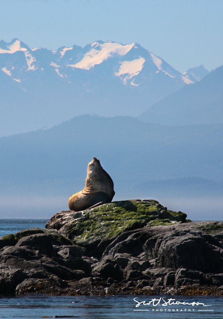 Stellar Sea lion-45.jpg