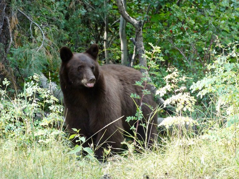 Don g. bear 1 tongue.jpg