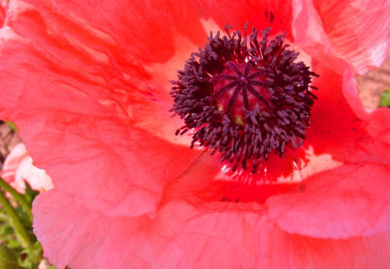 Details of a red flower.JPG