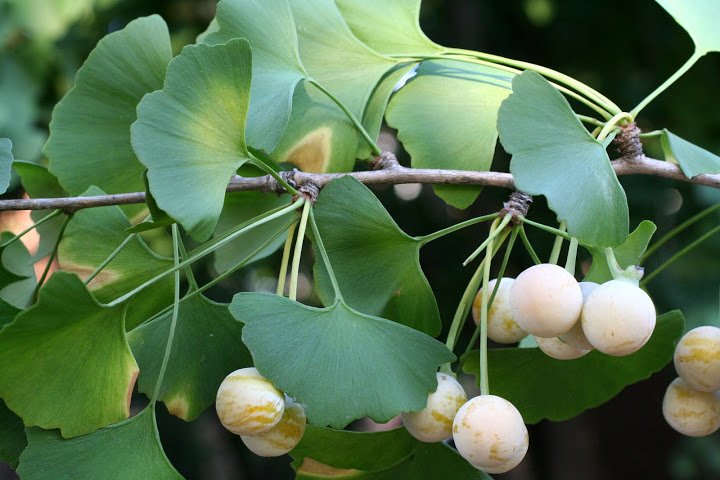 what-is-ginkgo-biloba.jpg