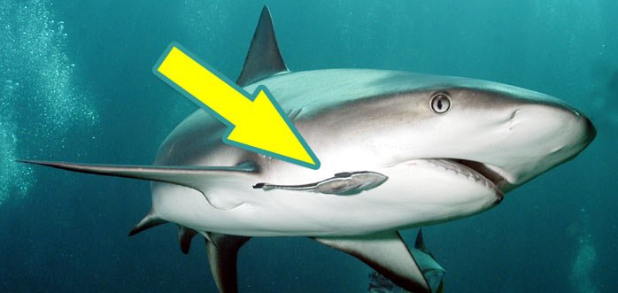 remora on chrise-shark.jpg