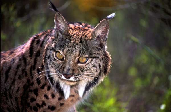 true-wildlife-iberian lynx2.jpg