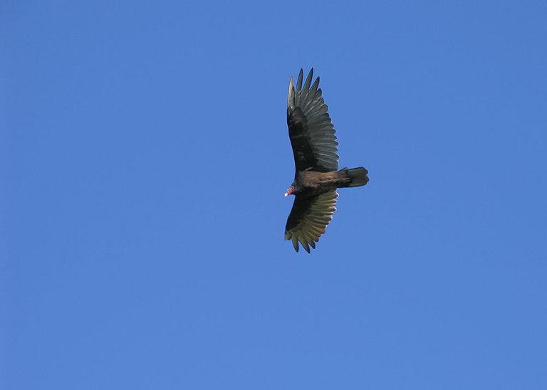 TurkeyVulture.jpg