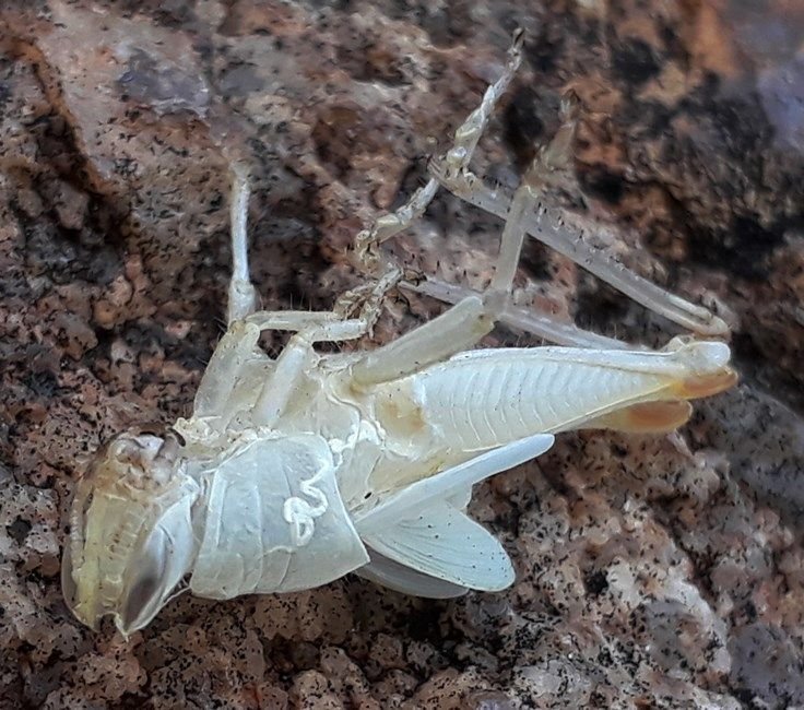 grasshopper exoskeleton.jpg