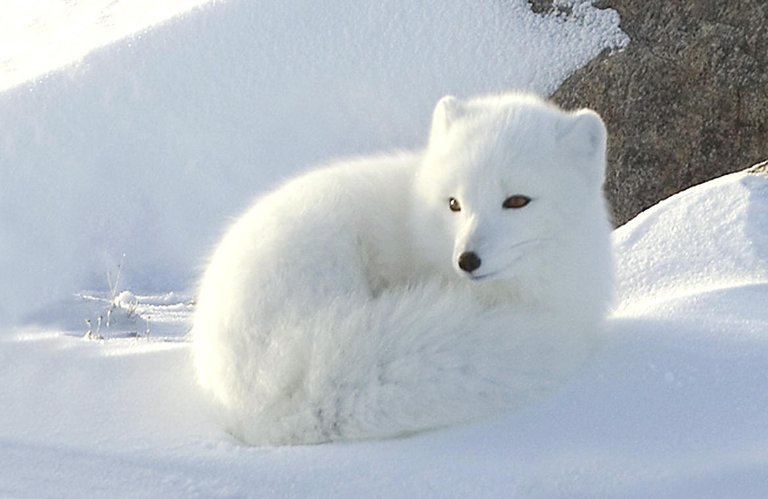 arcticfox3.jpg