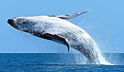 whale image.jpg