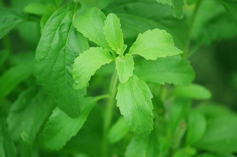 Stevia_plant.jpg