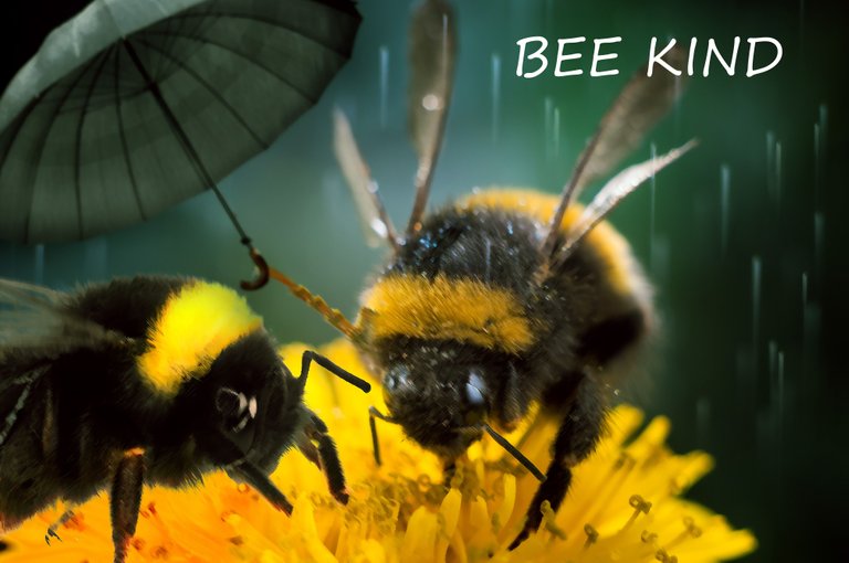 Bee KIND.jpg