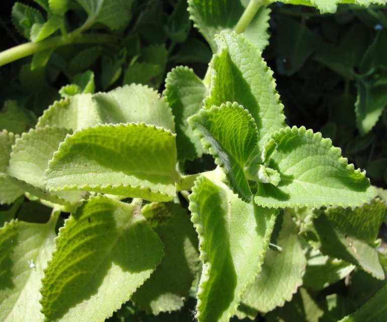 A closeup of Indian Borage.JPG