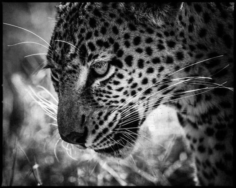 2197-Leopard_scouting_for_prey_Laurent_Baheux_xgaplus.jpg