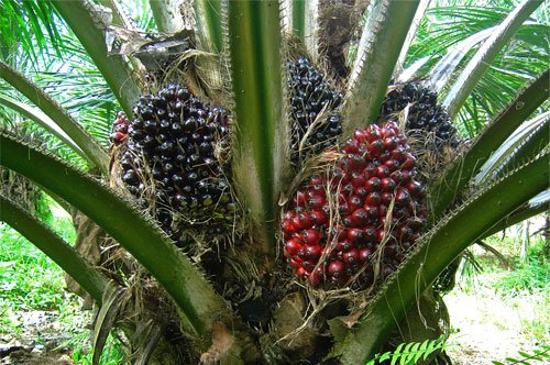 palm-oil-5.jpg