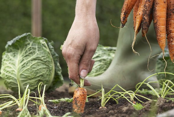 organic-vegetable-gardening.jpg