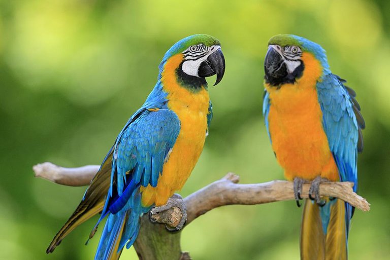 blue-gold-macaw-180969264-resized-56a0a14a3df78cafdaa3715e.jpg