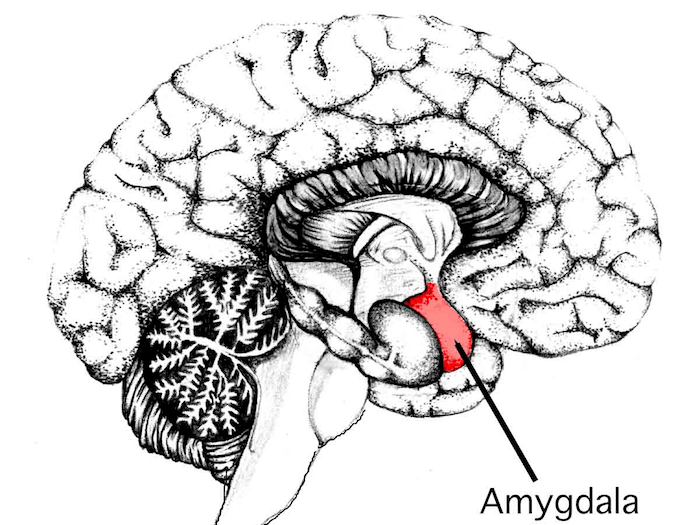 cbd-for-frustration-and-anger-amygdala.png