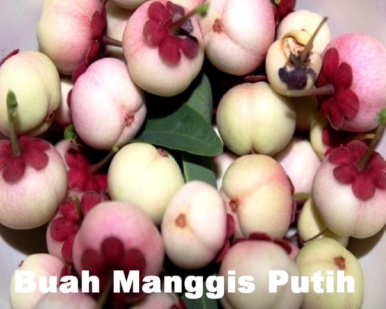 Buah-Manggis-Putih.jpg