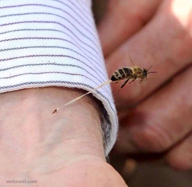 Perfect bee sting photo.jpg