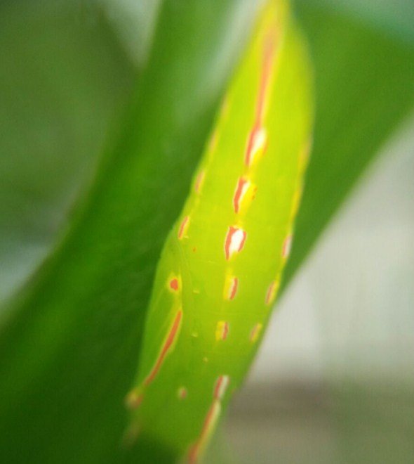 Sarung Ulat - Macrophotography.jpg