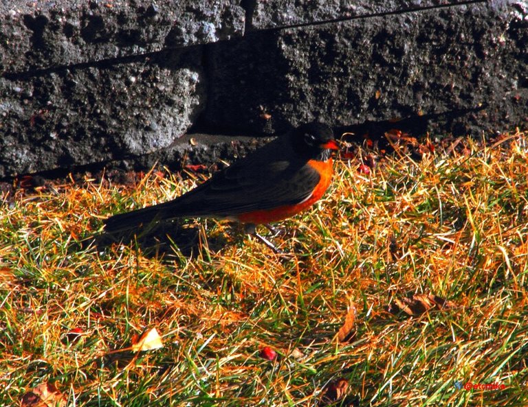 American Robin Arobin06.JPG