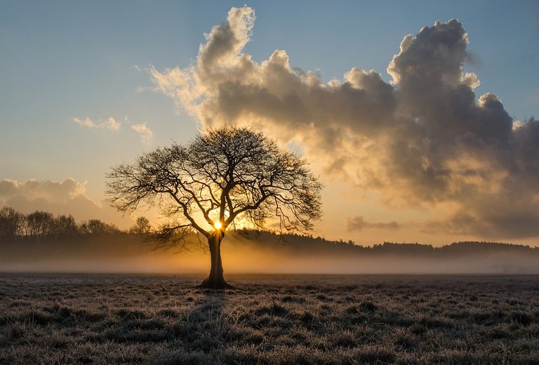 lone-tree-1934897_960_720.jpg