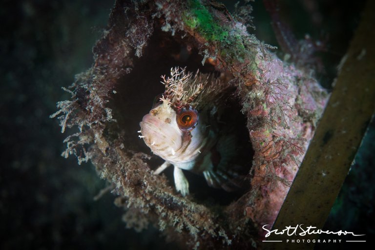 Mosshead Warbonnet-6.jpg