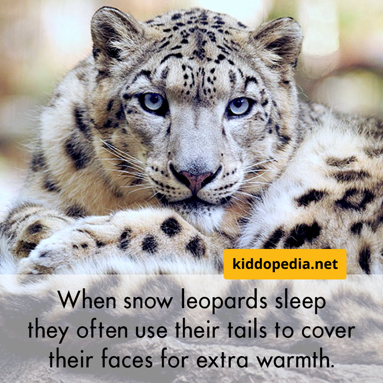 7 snow leopard.png