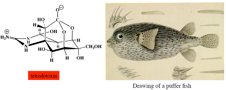 tetrodotoxin.PNG