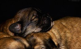 Puppies5-263x160.jpg