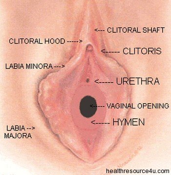 hymen-picture-diagram(0).jpg