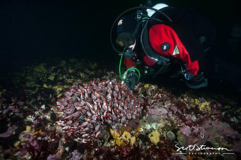 Red Gooseneck Barnacles-1.jpg