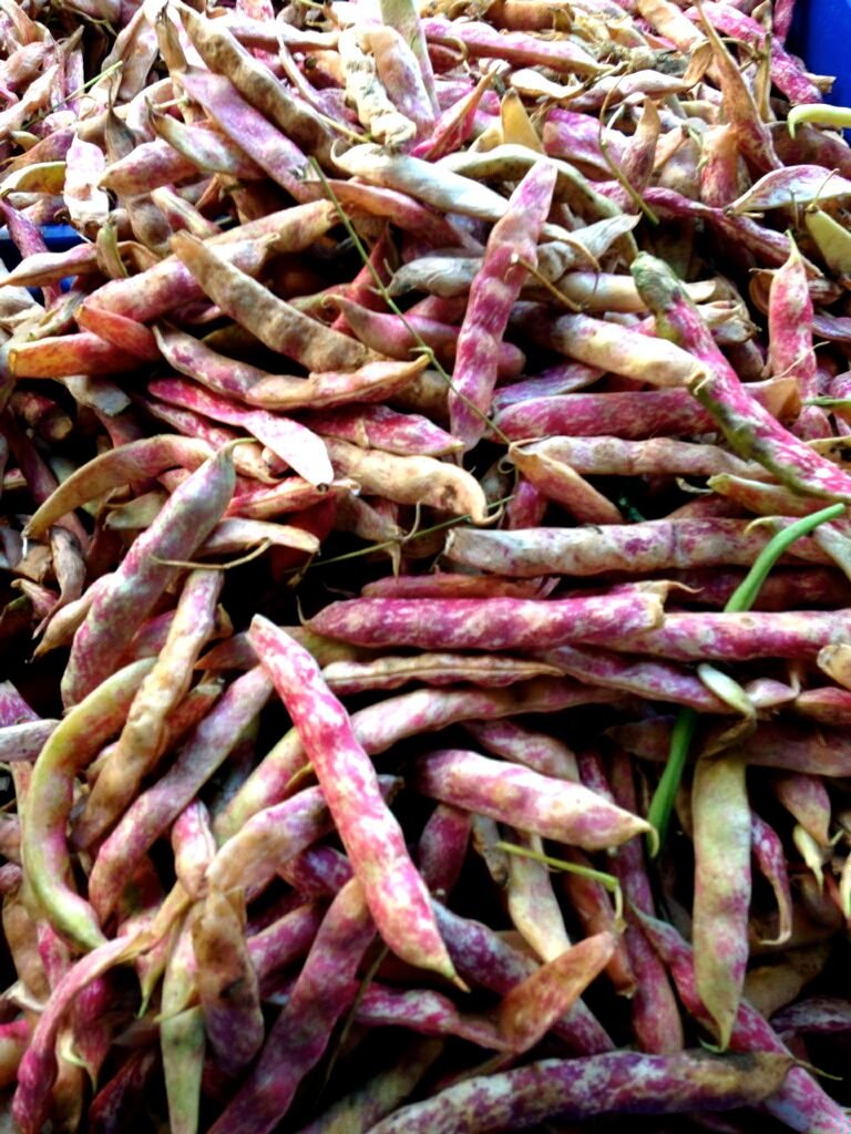 Cranberry_Beans_ TheGalavantGirl_Steemit.jpg