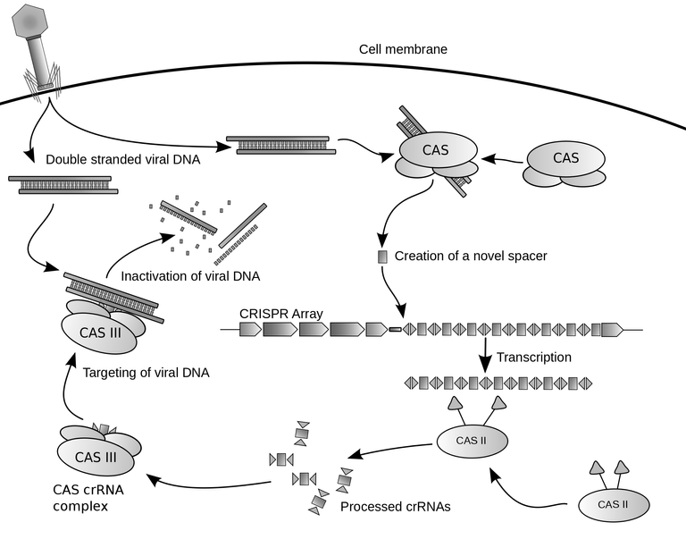 crispr (1).png