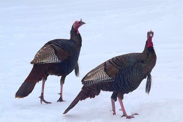 wild-turkeys-2156414__480.jpg