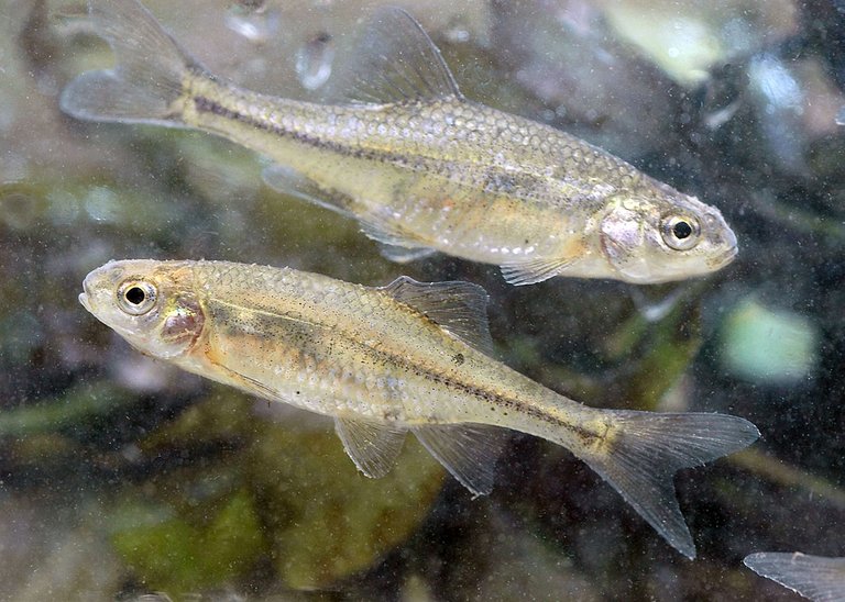 Oregon_chub_(12075817424).jpg