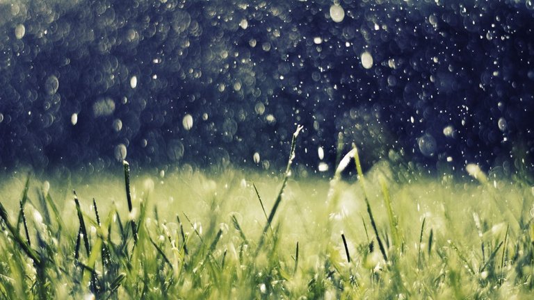 artwork-nature-rain-grass-water-drops.jpg