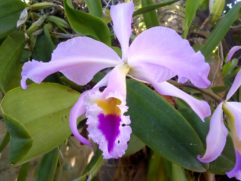 Orquidea2.jpg