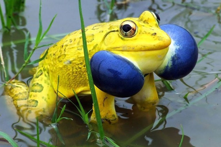 indian.bullfrog.jpg