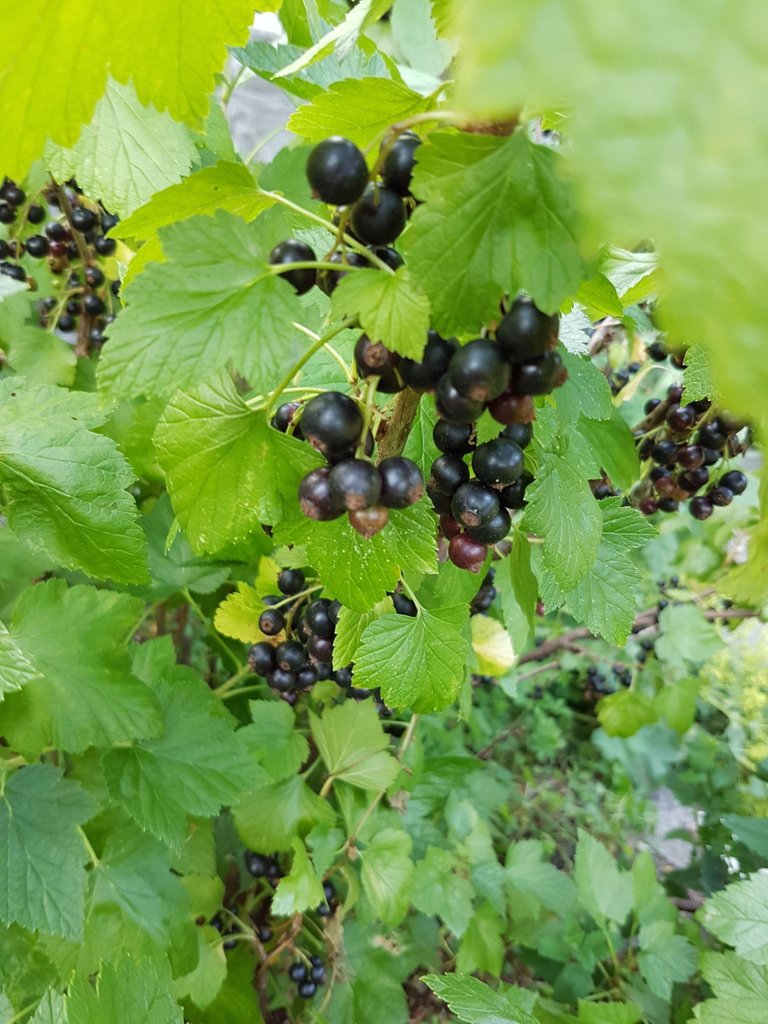 black currant.jpeg