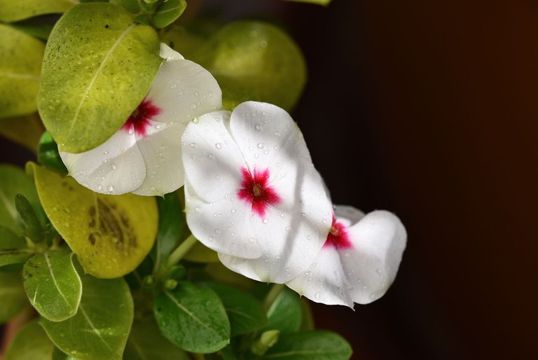 periwinkle white water drops.jpg