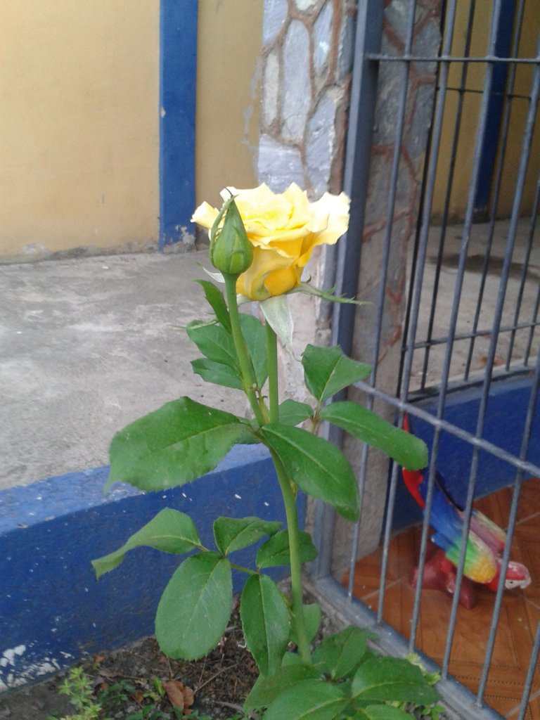 ESTA ROSA.jpg