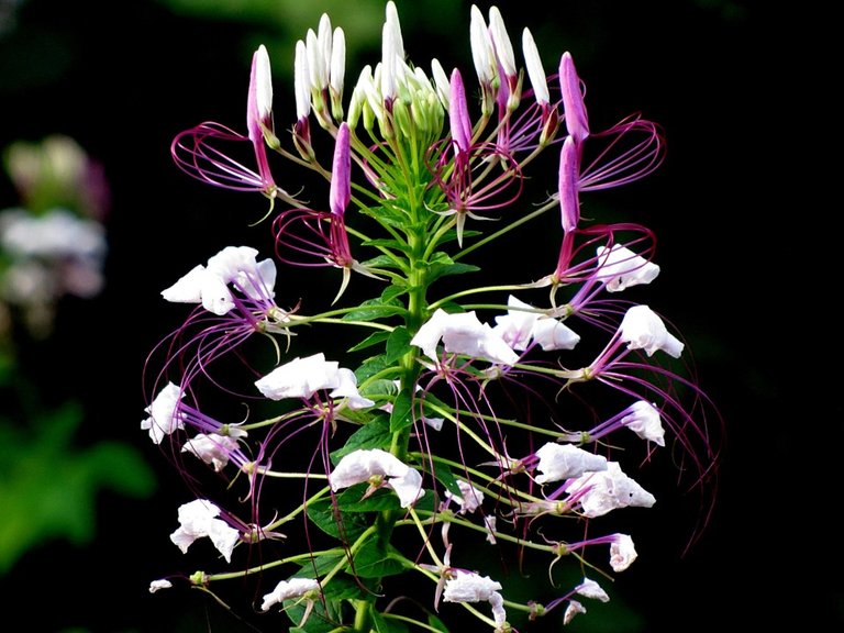 cleome-hassleriana-53641_960_720.jpg